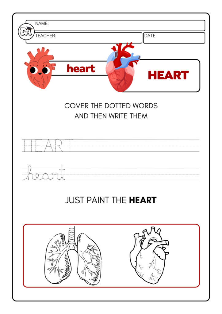 Human Body